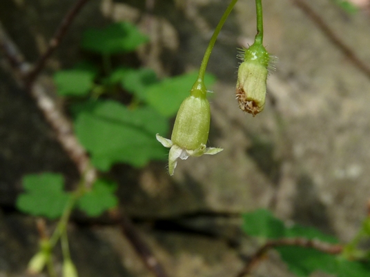 {Ribes cynosbati}